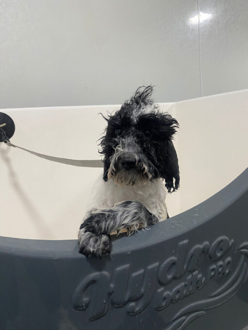 Everything But The Dog Qualified Puppy Grooming Beverley